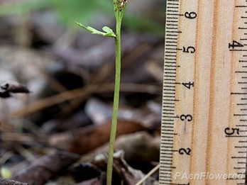 Plant form with ruler for scale